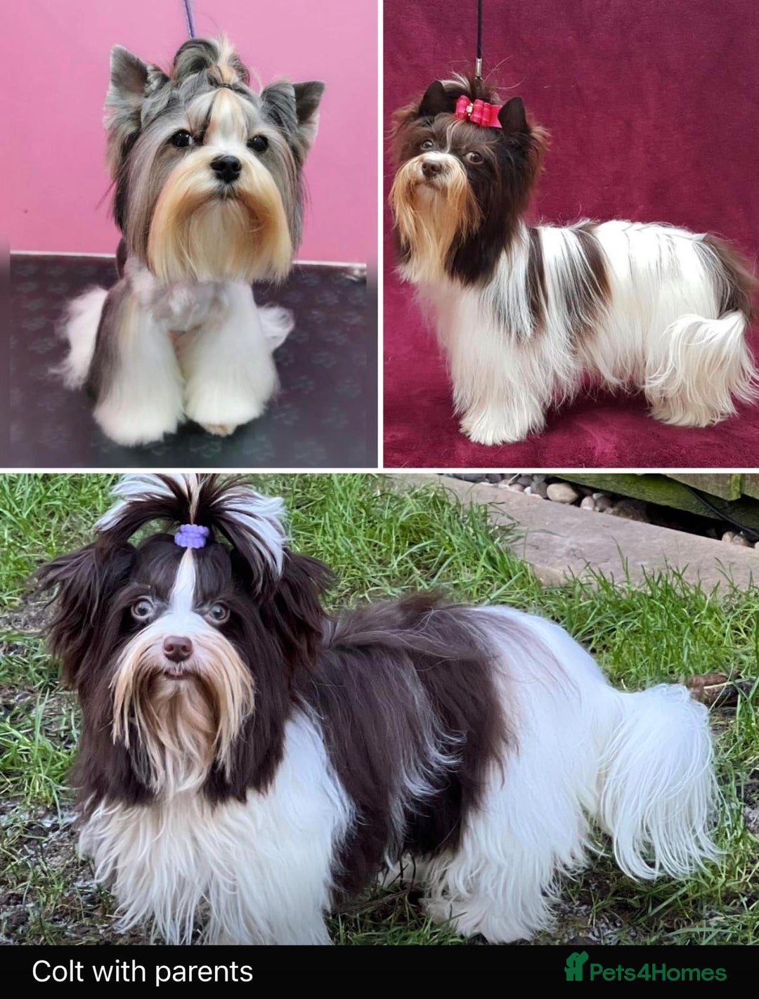 Yorkshire Terrier dogs for sale: DNA tested parents! Pure Breed Puppy BOY! - Advert 4