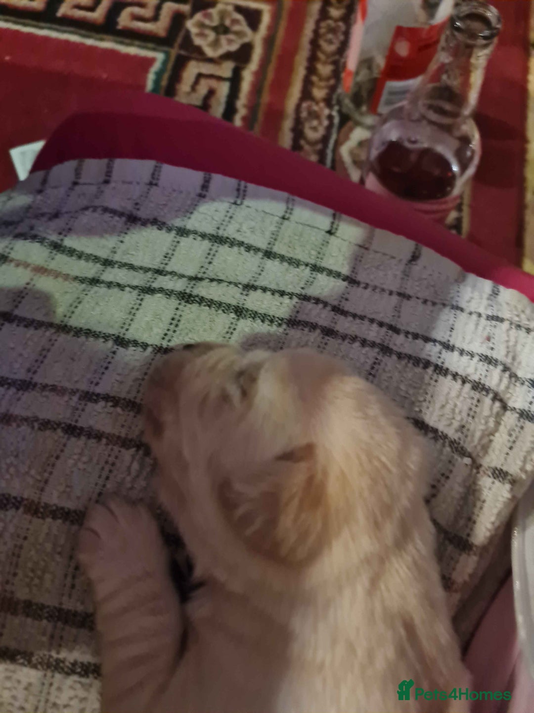 Labrador Retriever dogs for sale: Beautiful Golden and Black Labs - Advert 11