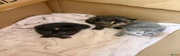 Mixed Breed cats for sale: 3 beautiful female kittens  - Advert 7