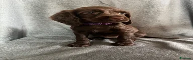 Sky Cocker Spaniel 3