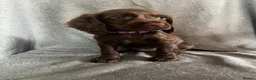 Cocker Spaniel dogs for sale: Cocker spaniel puppies - Advert 10