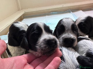 Cocker Spaniel dogs 7 Blue Roan Cocker Spaniel puppies - Advert 5