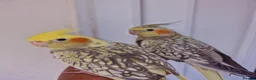 Cockatiels birds for sale: Super Silly hand tamed baby cockatiel - Advert 12