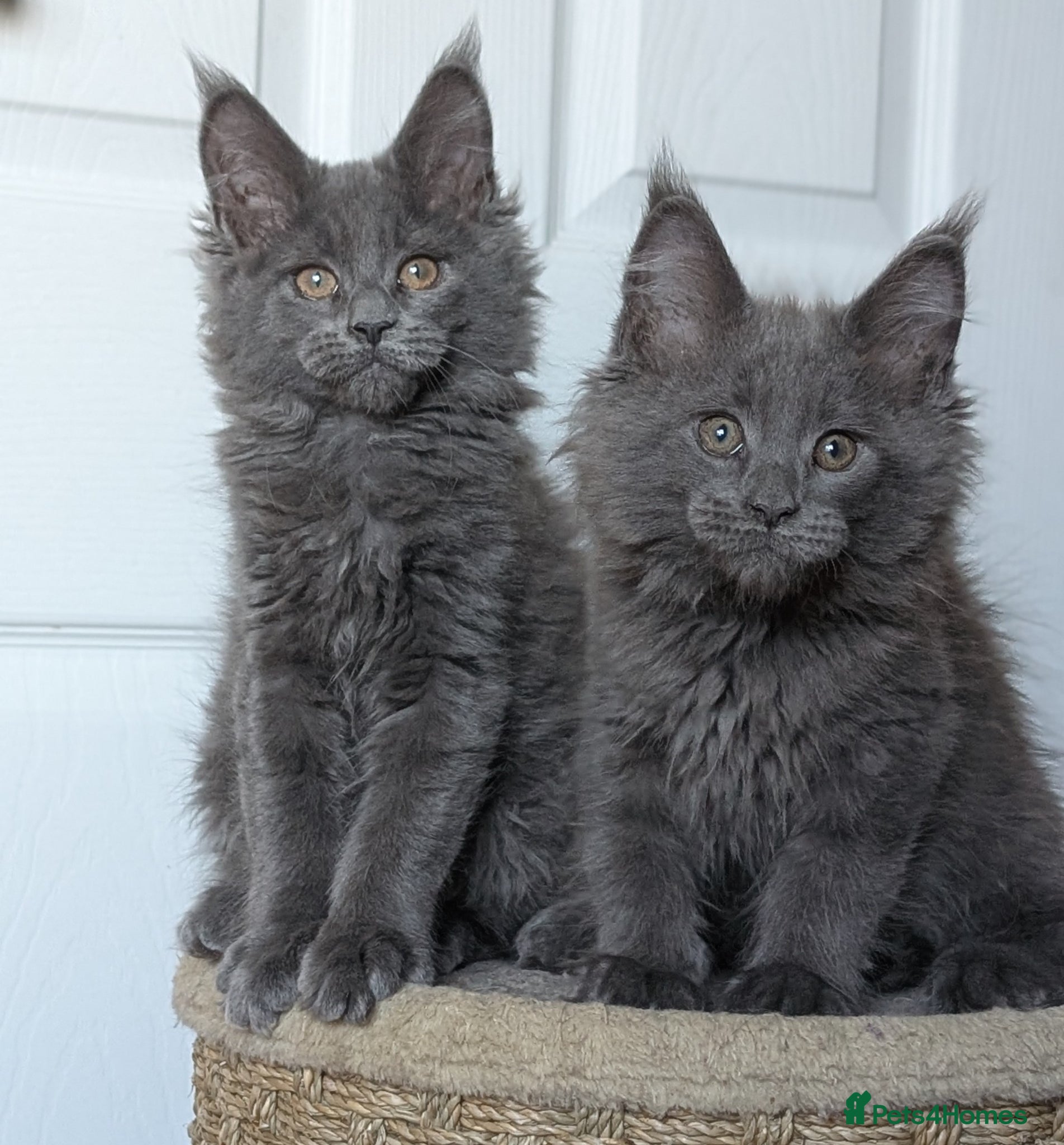 Maine Coon cats Maine coon kittens  - Advert 1