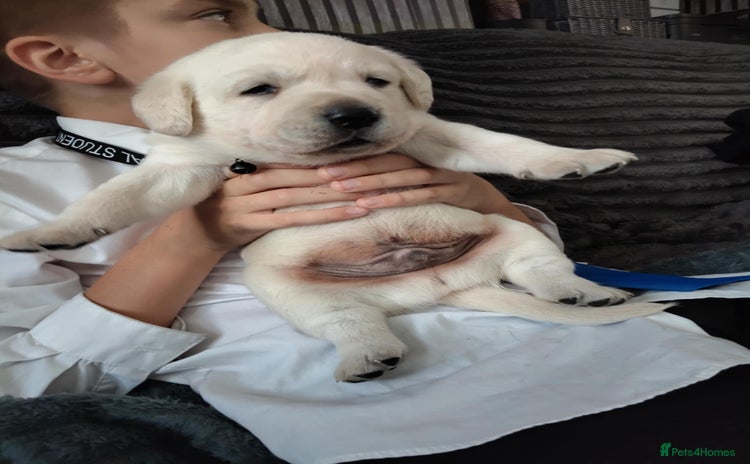 Labrador Retriever dogs - Advert 12