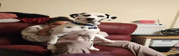 Mixed Breed dogs for sale: Rottmation in Plymouth - Advert 6