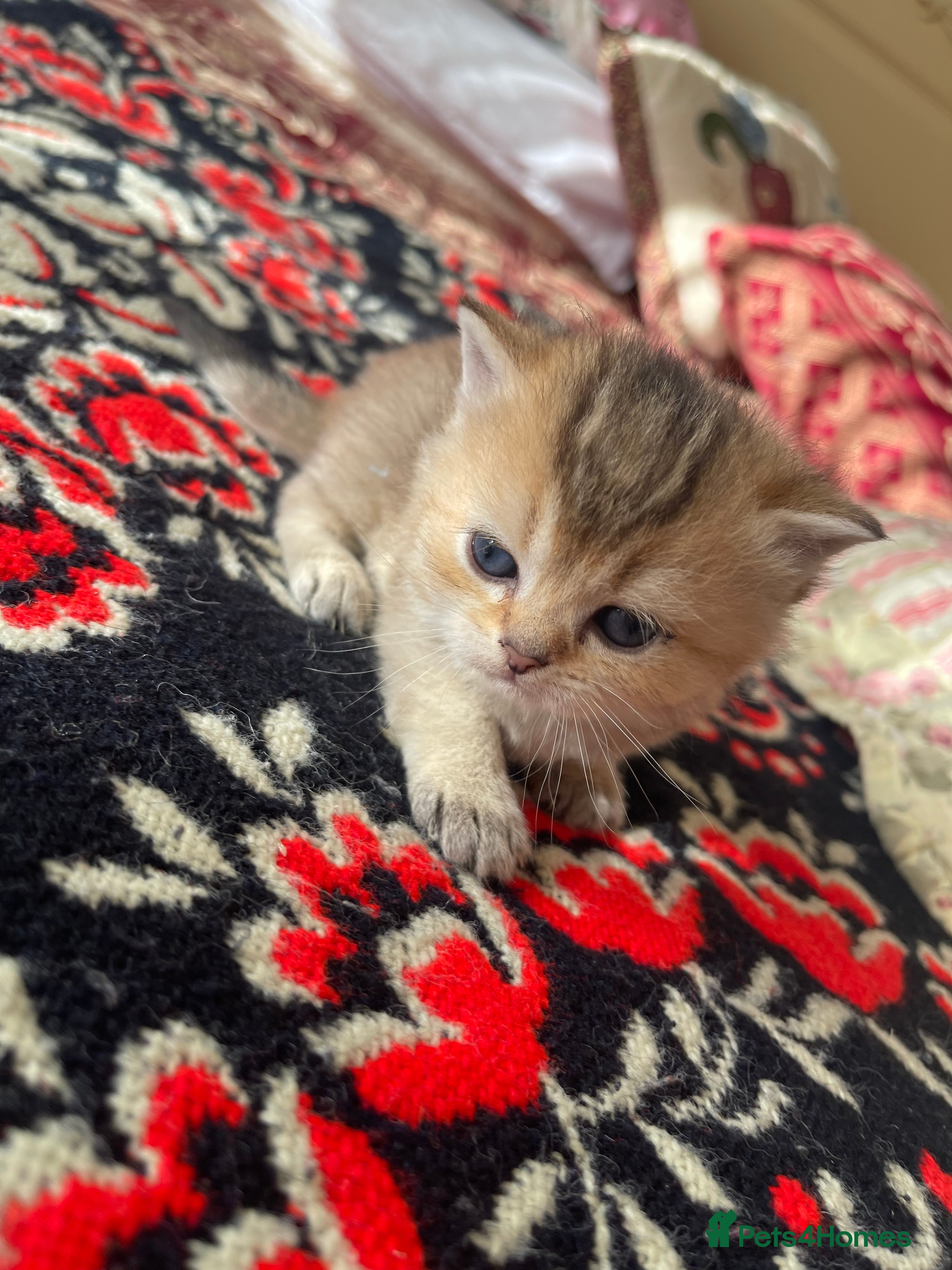 British Shorthair cats British Shorthairs  - Advert 2