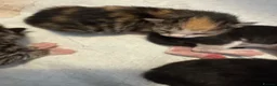 Mixed Breed cats for sale: Cute kittens - Advert 1