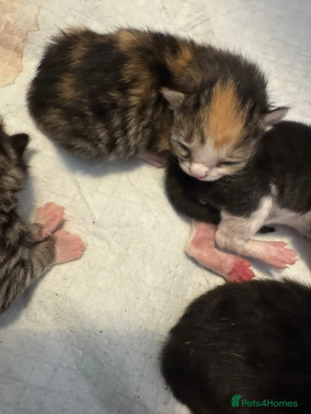 Mixed Breed cats for sale: Cute kittens - Advert 1