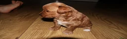 Maltipoo dogs for sale: 🐶 Stunning Brown/Red F1B Maltipoo Puppies ❤️ in Luton - Advert 20