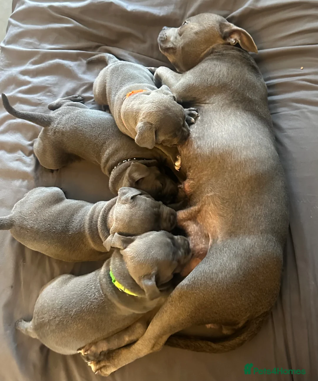 Staffordshire Bull Terrier dogs for sale: KC REG/ BLUE STAFFORDSHIRE BULL TERRIER PUPS - Advert 1