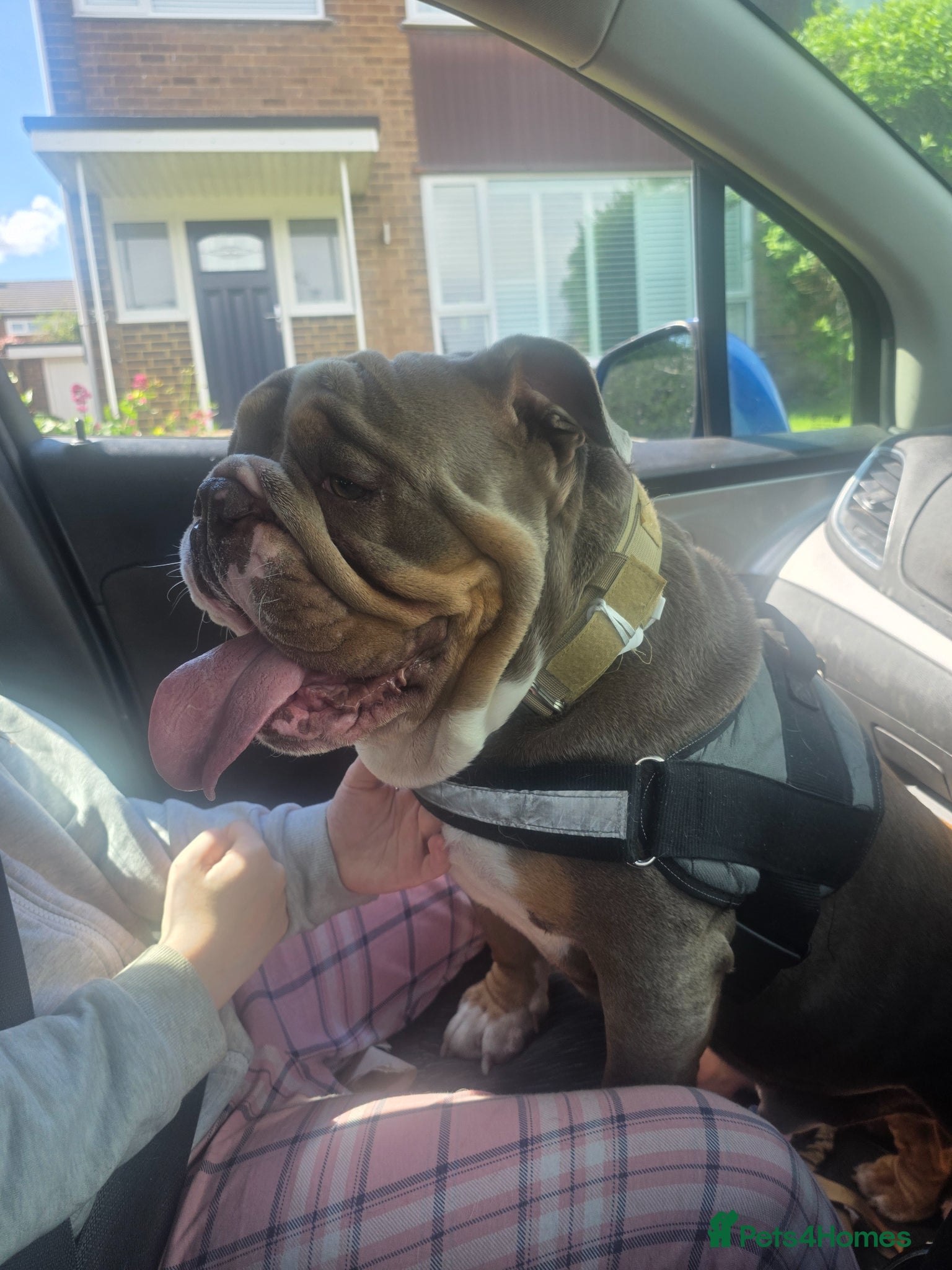 English Bulldog dogs Dahmer for stud - Advert 14