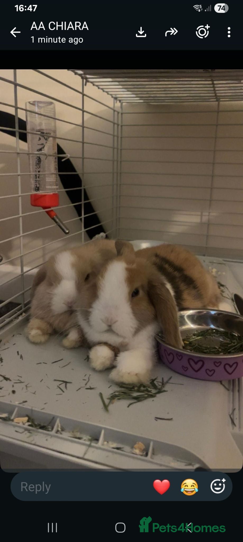 Mini Lop rabbits Lola and coco - Advert 1