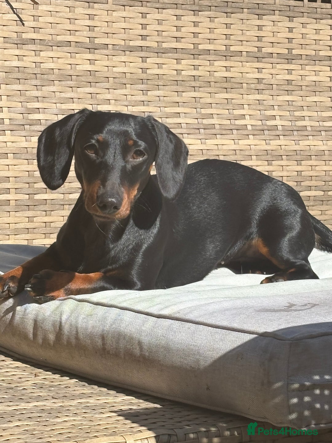 Miniature Dachshund dogs for sale: Beautiful Mini Dachshund girl  - Image 4
