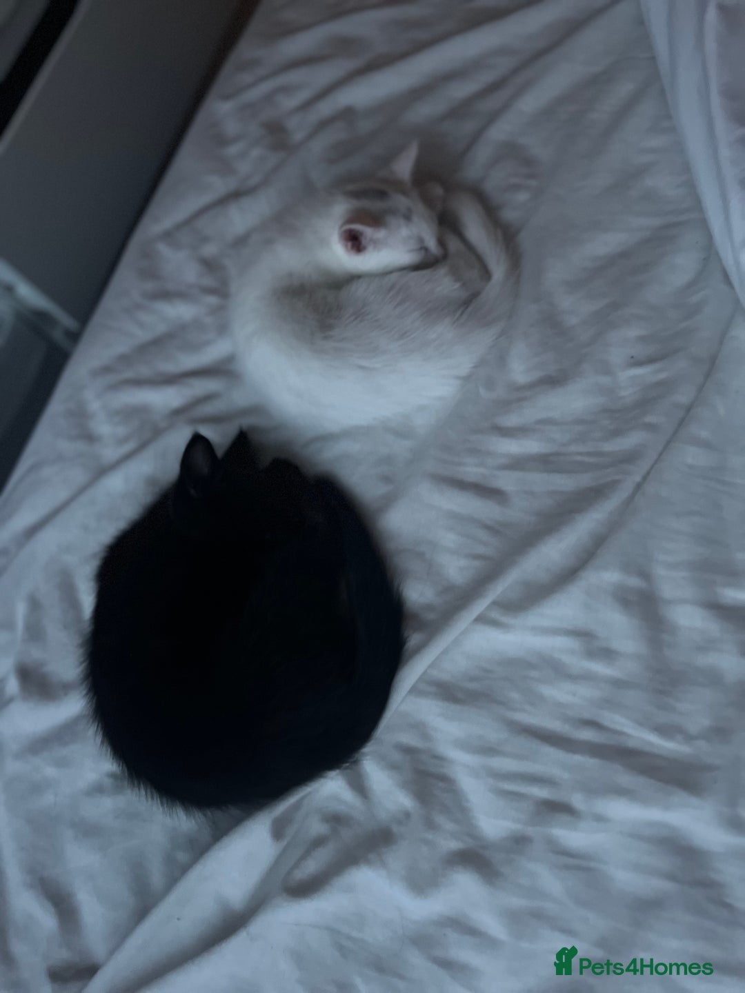 British Longhair cats for sale: Half British long hair kittens  - Image 2