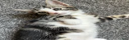 Mixed Breed cats for sale: 4 beautiful kittens, ready today, amazing mix  - Advert 29