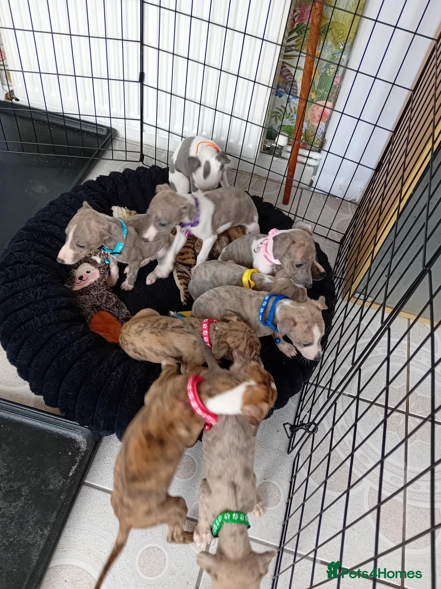 Whippet dogs Stunning Whippet Puppies for sale - Advert 2