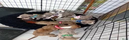 Whippet dogs for sale: Stunning Whippet Puppies for sale in Chesterfield - Advert 1