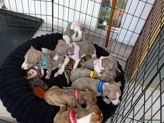 Whippet dogs Stunning Whippet Puppies for sale - Advert 4