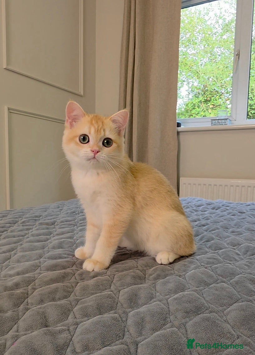 British Shorthair cats GCCF Lilac & Chocolate Golden Kittens | Ready Now - Advert 1