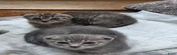 Scottish Fold cats for sale: *READY SOON* Beautiful Grey Scottish Fold Kittens - Advert 12