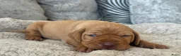 Hungarian Vizsla dogs for sale: OUR BEAUTIFUL GIRL HAS HAD 8 KC REG PUPS - Advert 22