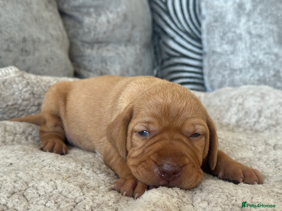 Hungarian Vizsla dogs for sale: OUR BEAUTIFUL GIRL HAS HAD 8 KC REG PUPS - Advert 22