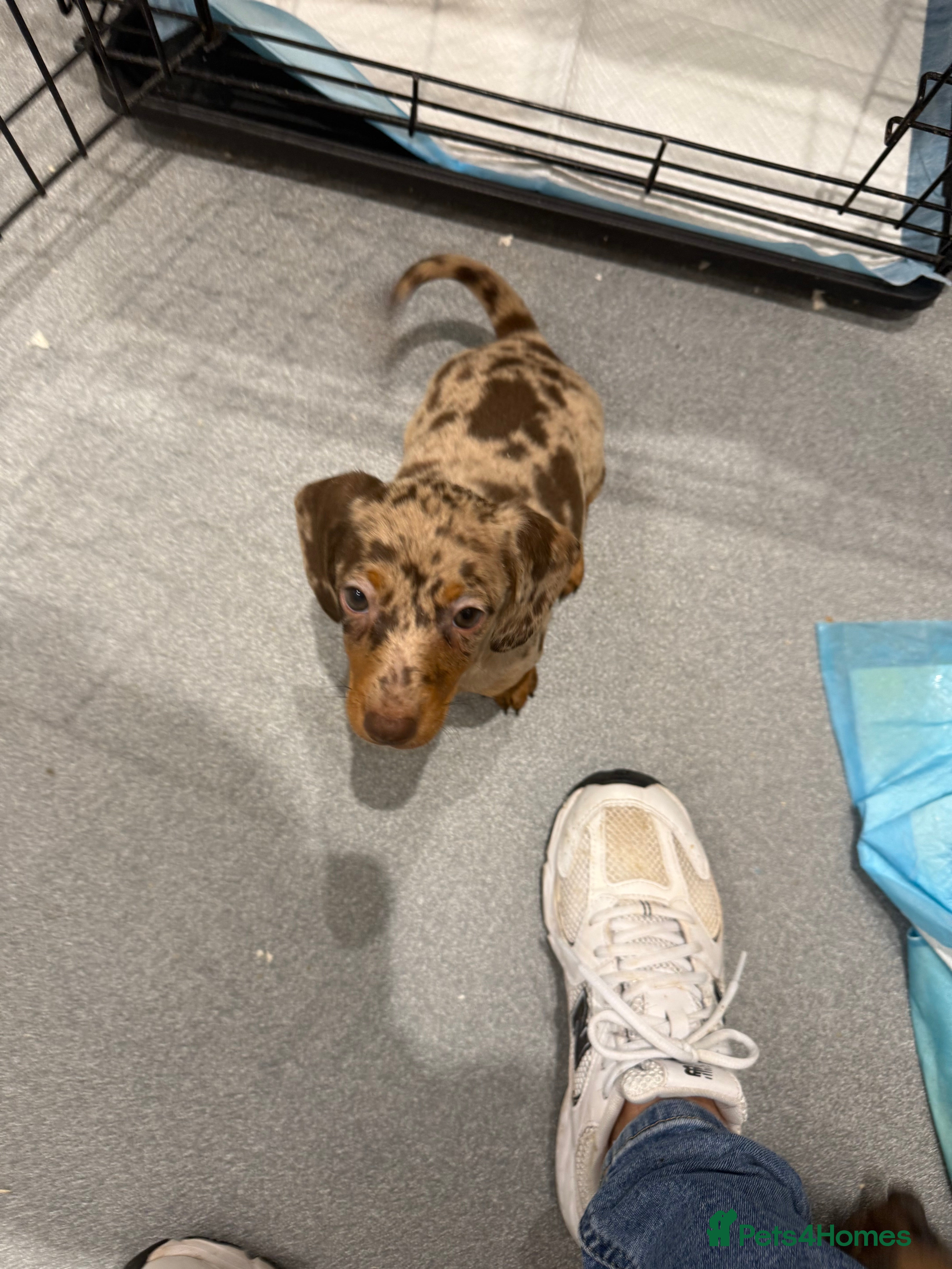 Dachshund dogs Dachshund puppies  - Advert 5