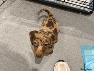 Dachshund dogs Dachshund puppies - Advert 4