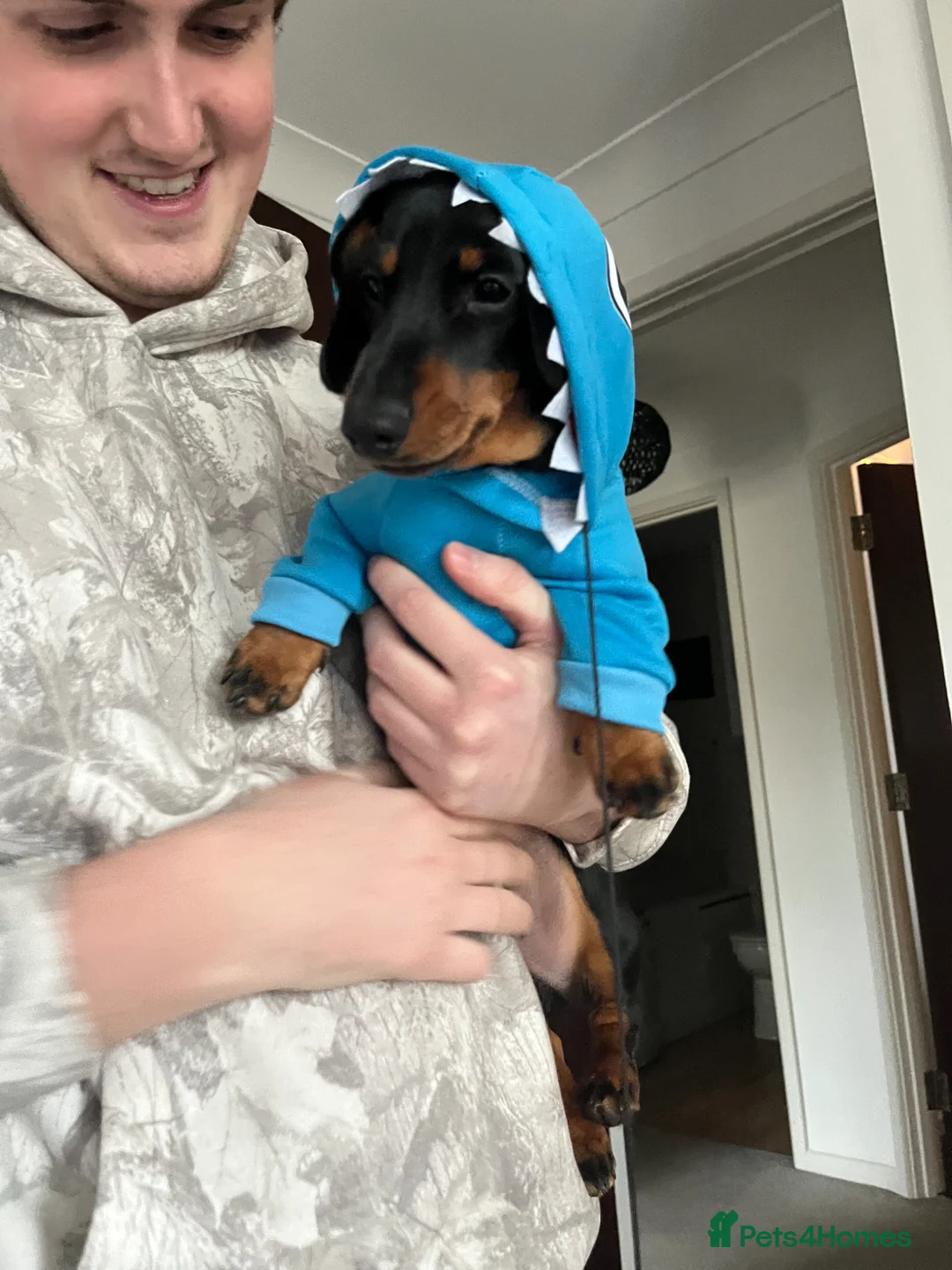 Dachshund dogs for sale: Walter  - Advert 2