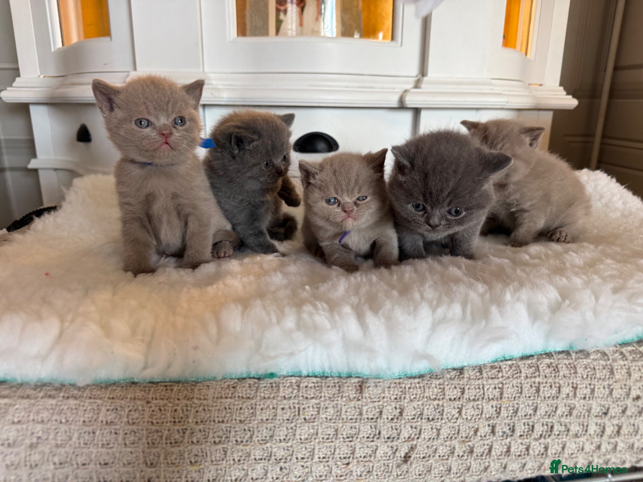 British Shorthair cats for sale: Beautiful British shorthair kittens  in Cardiff - Advert 3