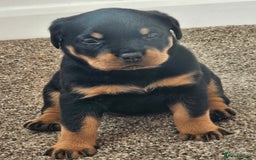 Rottweiler dogs for sale: Pure breed Rottweiler  - Image 28