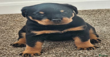 Rottweiler dogs - Advert 4