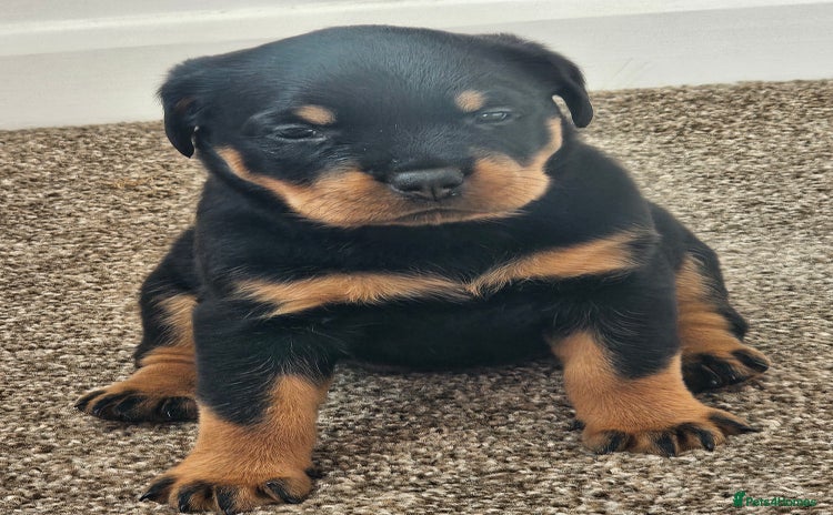 Rottweiler dogs - Advert 3