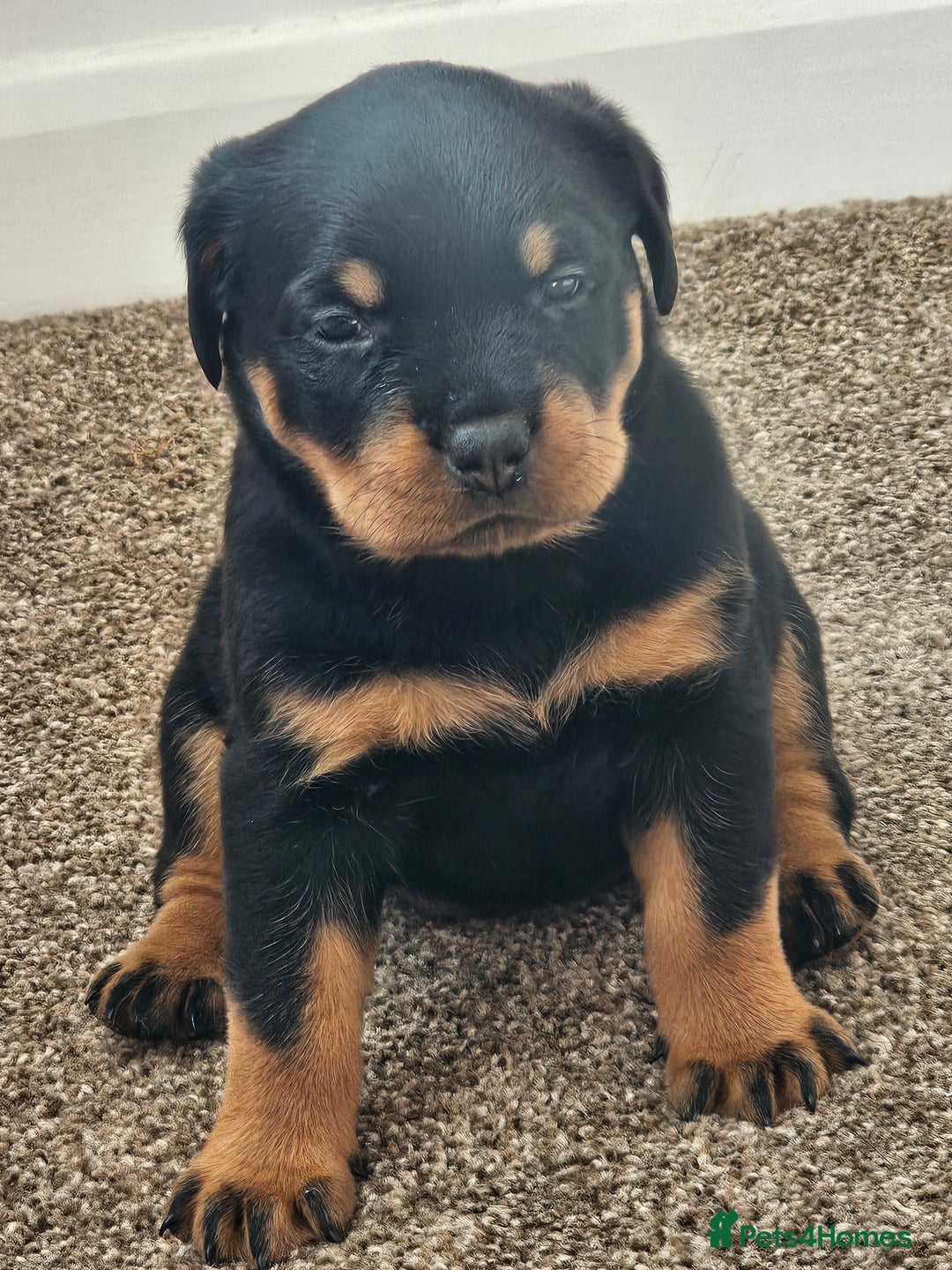 Rottweiler dogs for sale: Pure breed Rottweiler  - Image 28