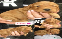 Cockapoo dogs for sale: Stunning F1 cockapoo puppies  - Image 5