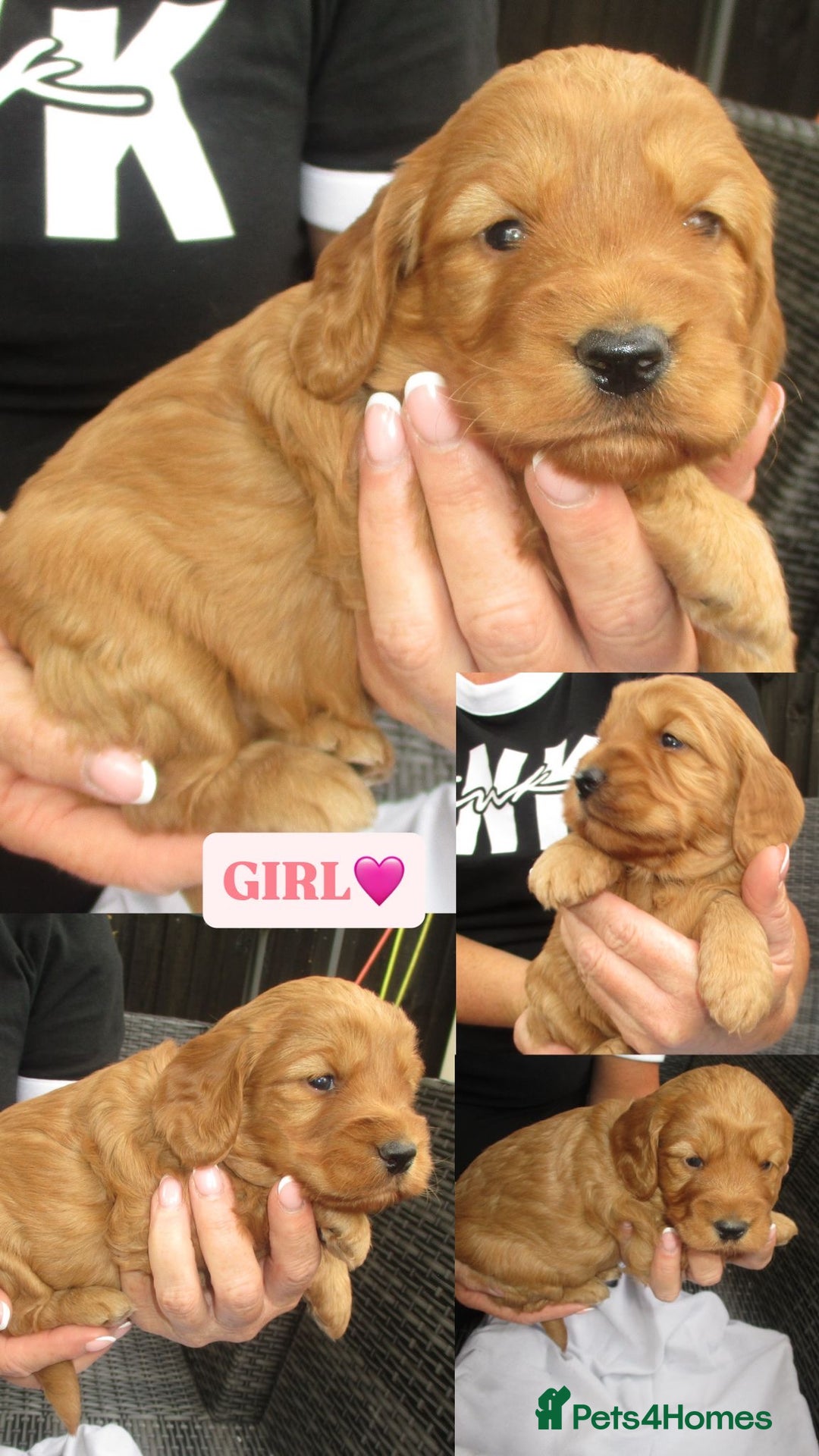 Cockapoo dogs for sale: Stunning F1 cockapoo puppies  - Image 5