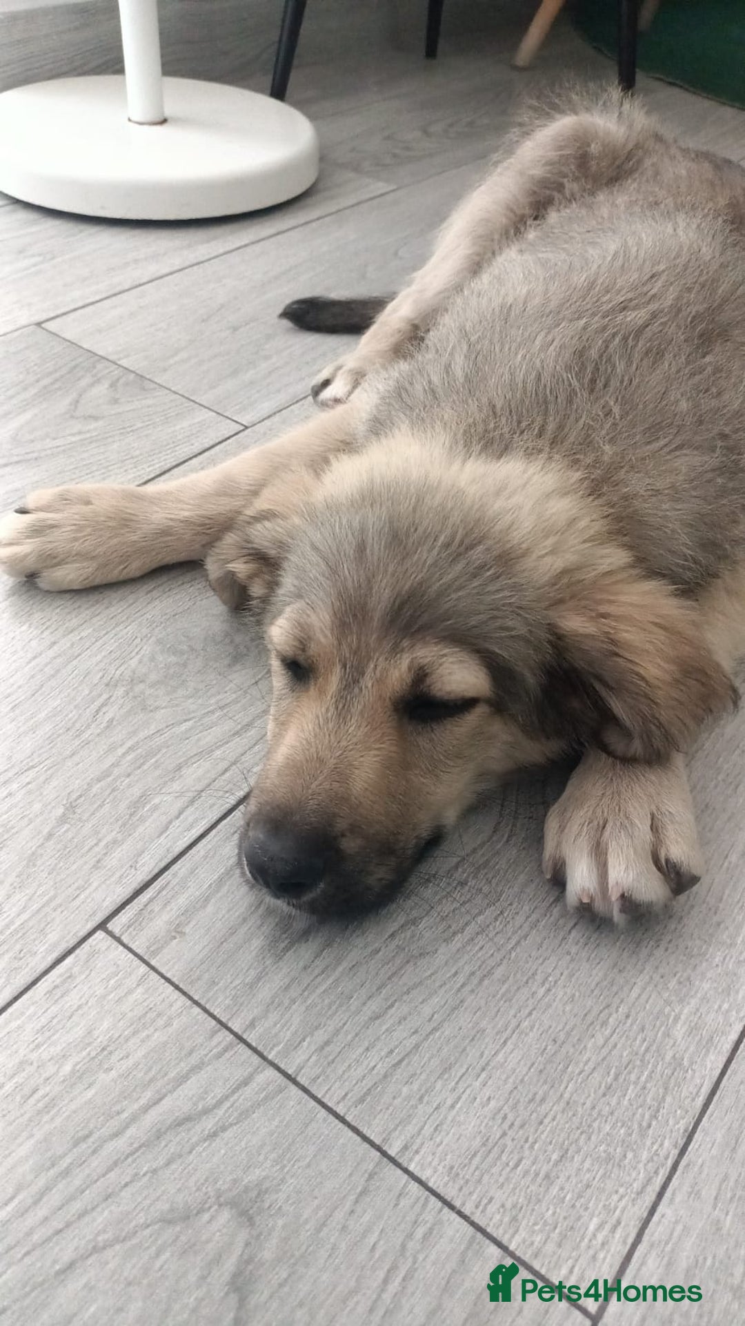 Mixed Breed dogs for adoption: SISSY, a Beautiful Young Girl - for a Loving Home - Image 20