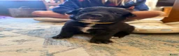 Borador dogs for sale: Stunning Lab x Collie, cream, black & chocolate! - Advert 35