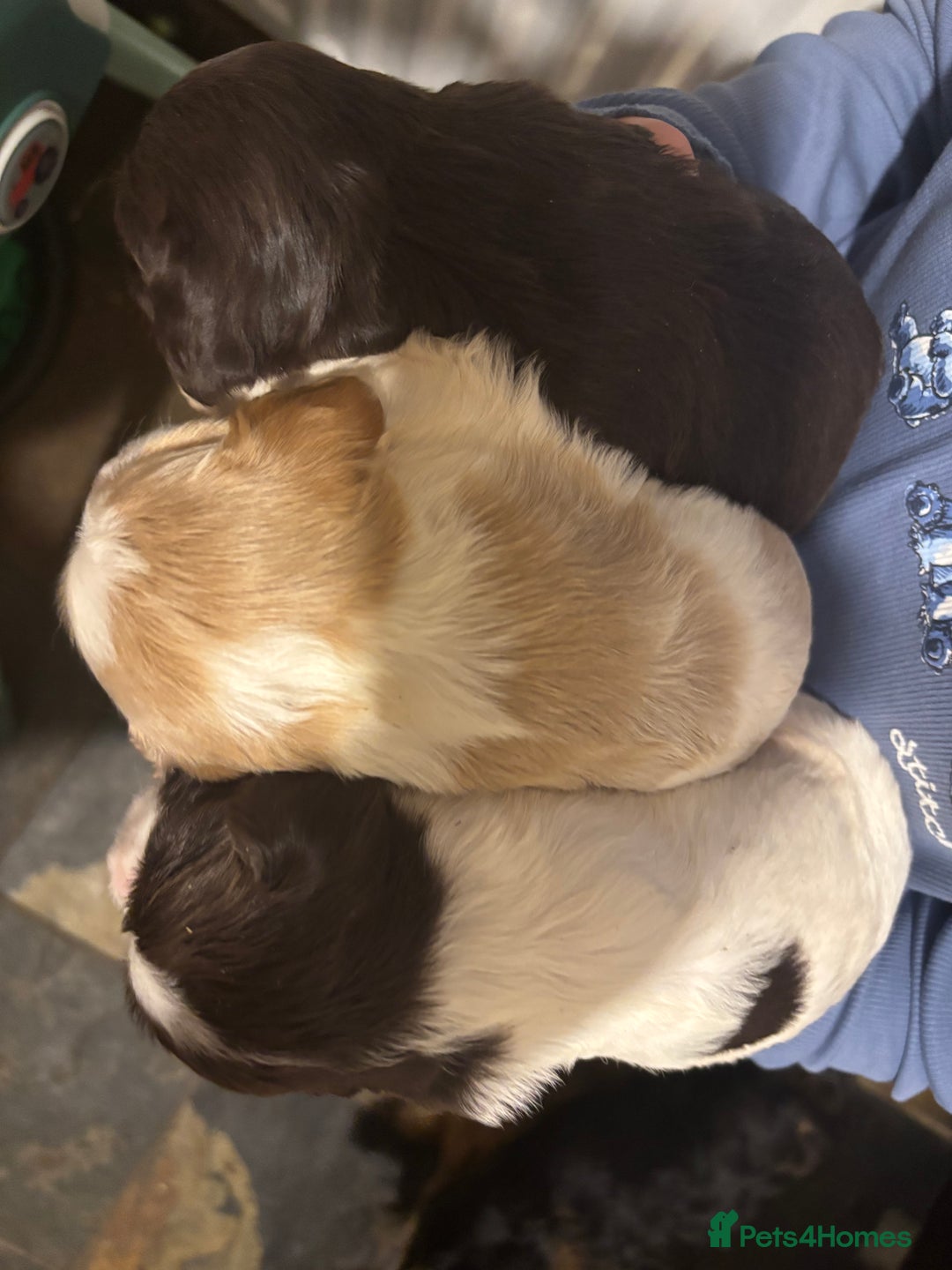 Cocker Spaniel dogs for sale: lovely cocker spaniel pups  - Advert 3