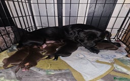 Mixed Breed dogs for sale: Pug x miniature dachshund  - Image 5