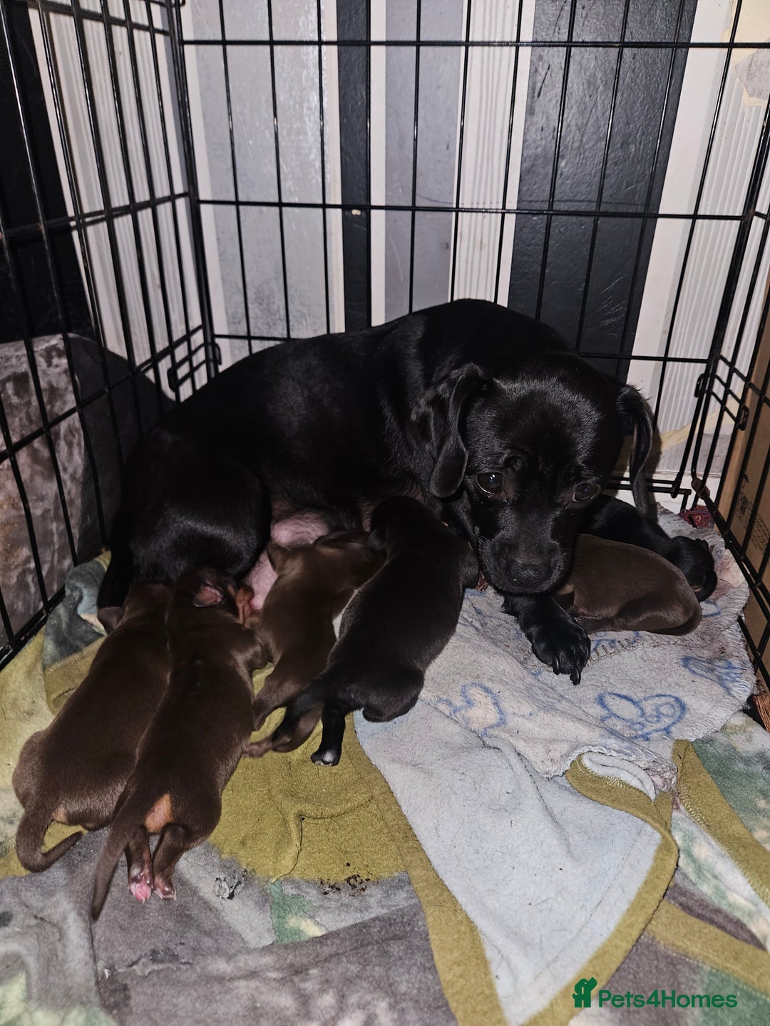 Mixed Breed dogs for sale: Pug x miniature dachshund  - Image 5