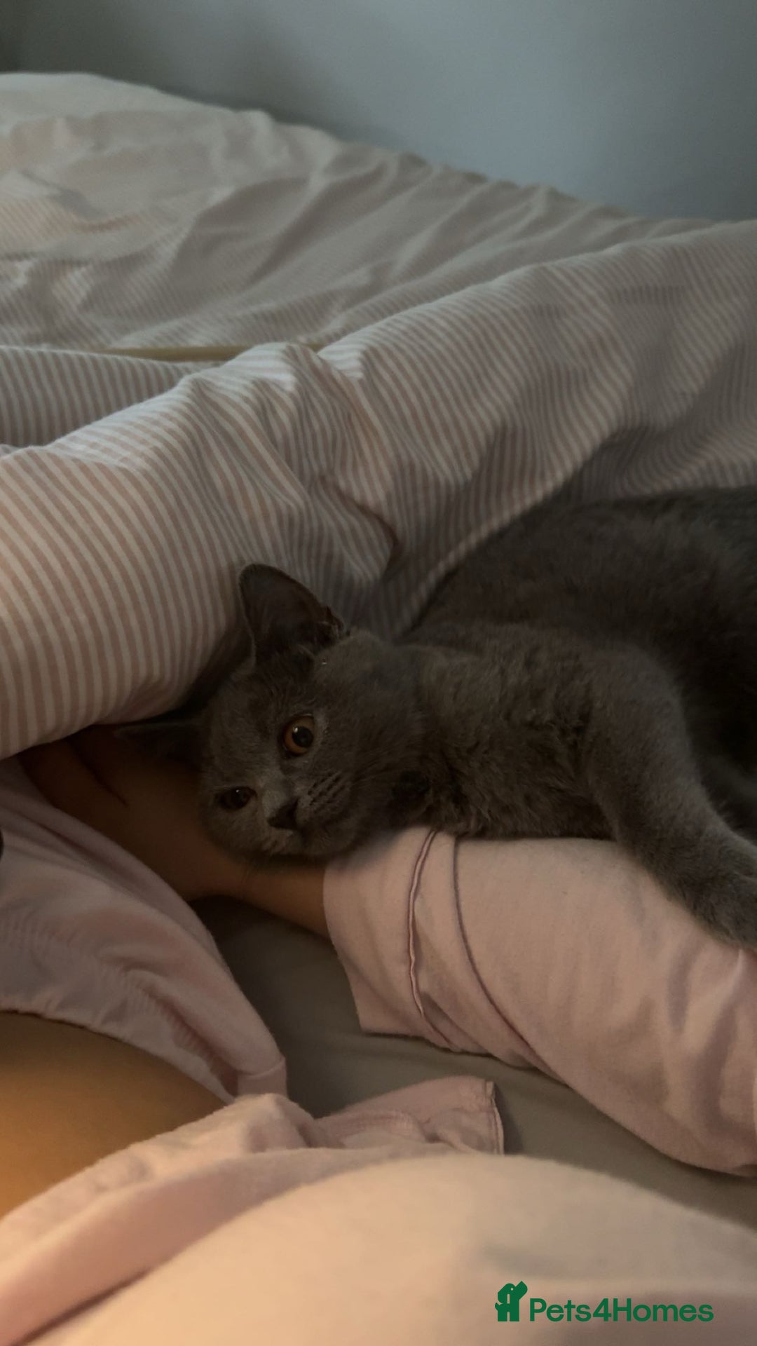 British Shorthair cats for sale: British shorthair kitten - Mochi  - Advert 3