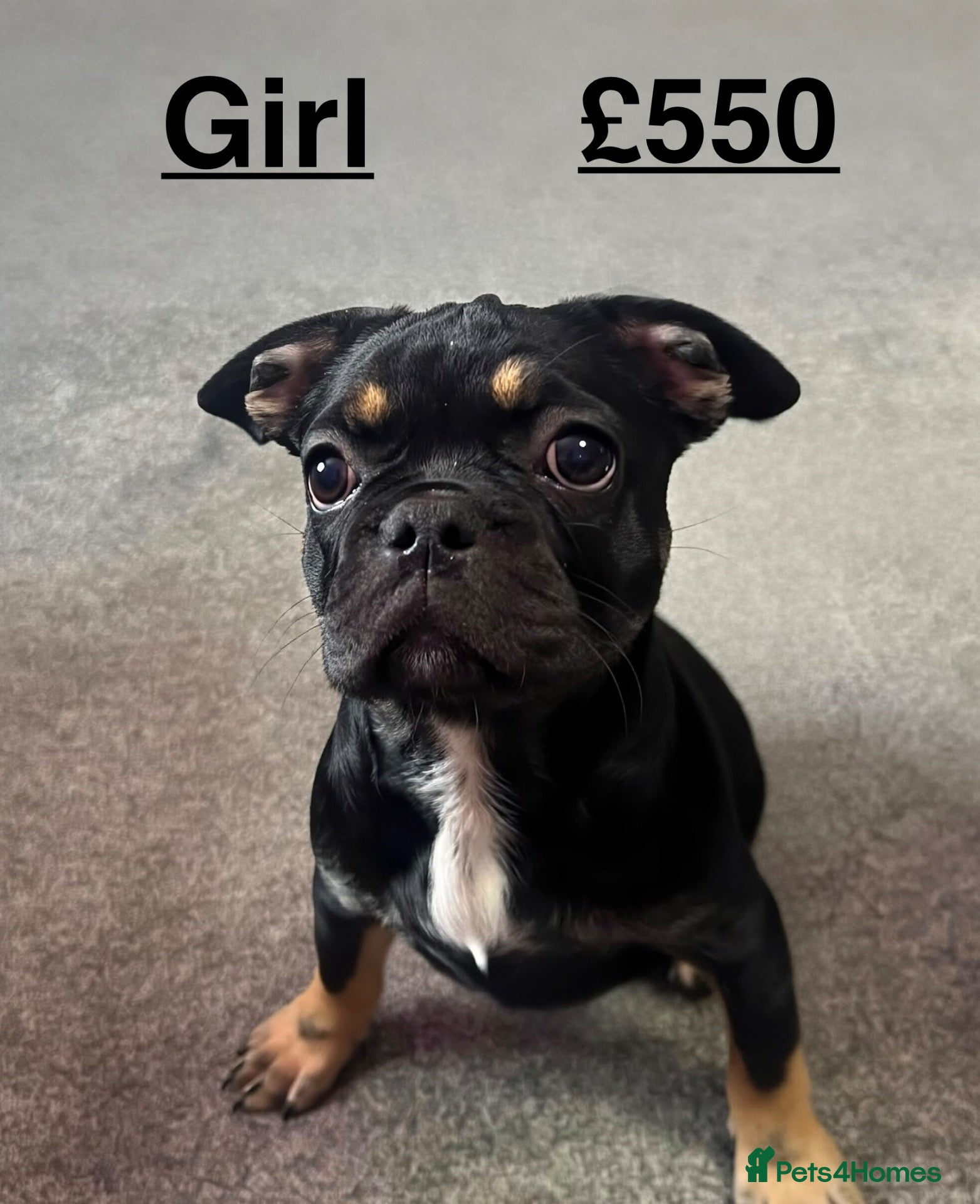 French Bulldog dogs French bulldog puppies  - Advert 12
