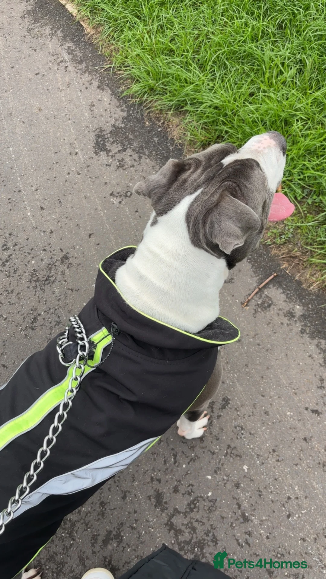 Mixed Breed dogs for sale: Male dog looking for forever home  in Stourbridge - Advert 2