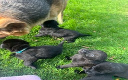 Mixed Breed dogs for sale: Shepard or puppies  - Image 9