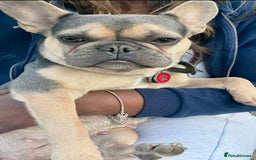 Mixed Breed dogs for sale: 🐶 Adorable F1 Frenchie x Cavapoo Pups 🐾 - Image 10