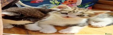 Kitten 2