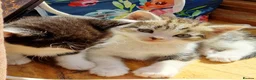 Mixed Breed cats for sale: Adorable British Shorthair Mix Kittens  in Bradford - Advert 8
