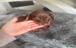 Miniature Dachshund dogs for sale: Miniature dachshund puppy brown boy ready to leave - Image 12
